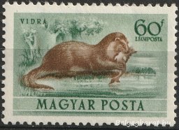 1953. Erdei állatok