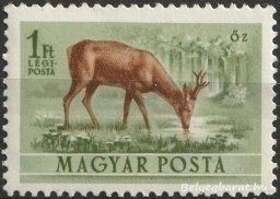 1953. Erdei állatok