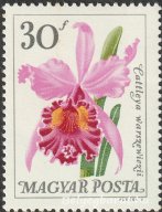 1965. Botanikus kertek virágai