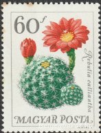 1965. Botanikus kertek virágai
