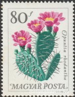 1965. Botanikus kertek virágai