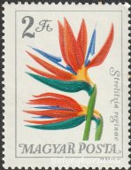 1965. Botanikus kertek virágai