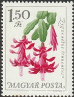 1965. Botanikus kertek virágai