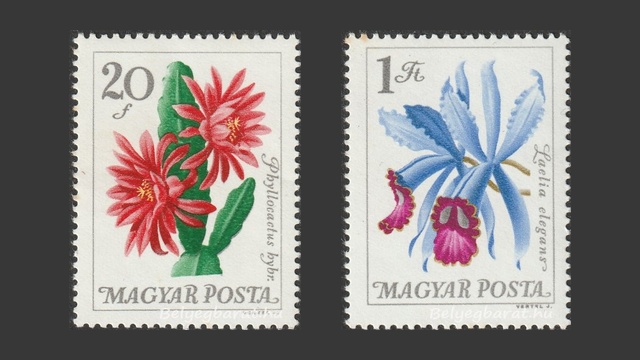 1965. Botanikus kertek virágai