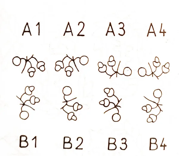 Positions of the Diósgyőr acorn watermark
